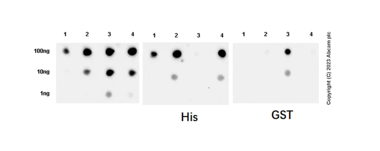 Dot Blot - Anti-pan PDE4 antibody [EPR25202-101] - BSA and Azide free (AB300109)