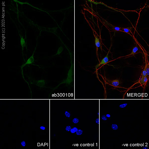 Immunocytochemistry/ Immunofluorescence - Anti-pan PDE4 antibody [EPR25202-101] - BSA and Azide free (AB300109)