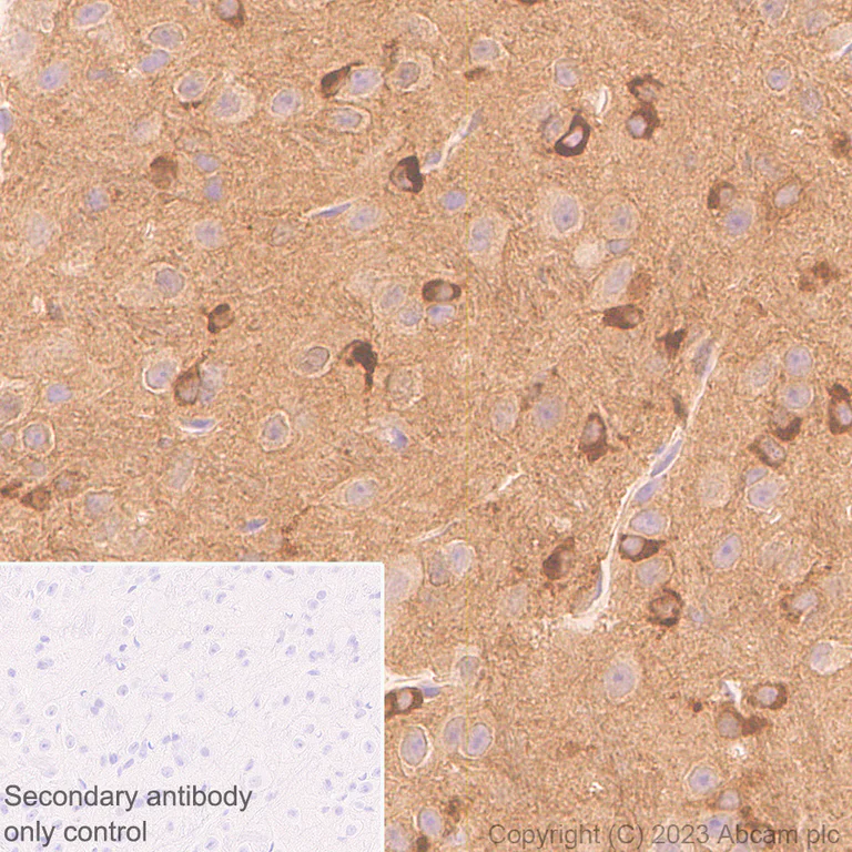 Immunohistochemistry (Formalin/PFA-fixed paraffin-embedded sections) - Anti-pan PDE4 antibody [EPR25202-101] - BSA and Azide free (AB300109)