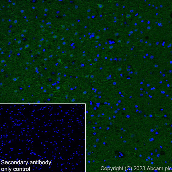 Immunohistochemistry (Frozen sections) - Anti-pan PDE4 antibody [EPR25202-101] - BSA and Azide free (AB300109)