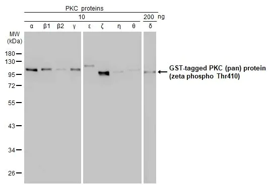 Western blot - Anti-pan PKC (phospho T410) antibody [HL1279] - BSA and Azide free (AB313842)