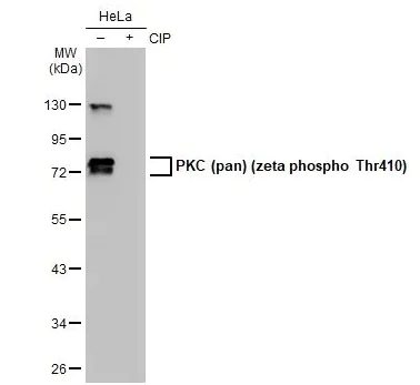 Western blot - Anti-pan PKC (phospho T410) antibody [HL1279] - BSA and Azide free (AB313842)
