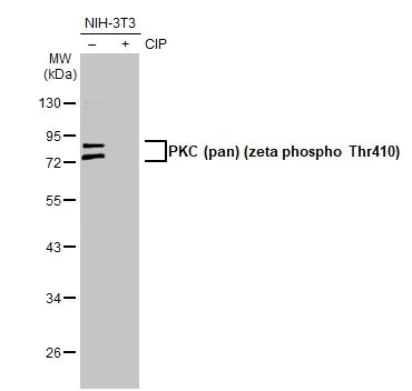 Western blot - Anti-pan PKC (phospho T410) antibody [HL1279] - BSA and Azide free (AB313842)