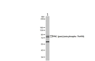 Western blot - Anti-pan PKC (phospho T410) antibody [HL1279] - BSA and Azide free (AB313842)