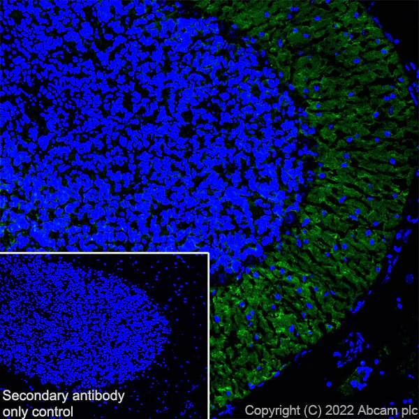 Immunohistochemistry (Frozen sections) - Anti-pan SCN antibody [EPR25134-4] (AB300112)