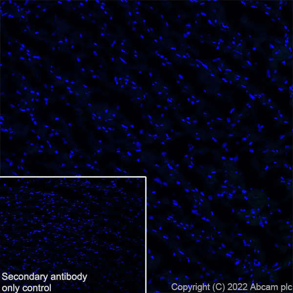 Immunohistochemistry (Frozen sections) - Anti-pan SCN antibody [EPR25134-4] (AB300112)