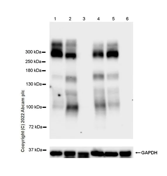 Western blot - Anti-pan SCN antibody [EPR25134-4] (AB300112)