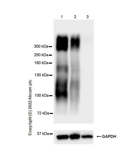 Western blot - Anti-pan SCN antibody [EPR25134-4] (AB300112)