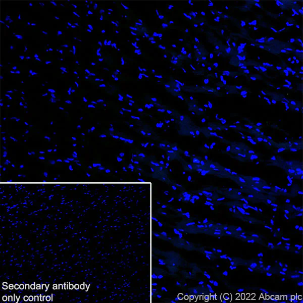 Immunohistochemistry (Frozen sections) - Anti-pan SCN antibody [EPR25134-4] (BSA and Azide free) (AB300113)