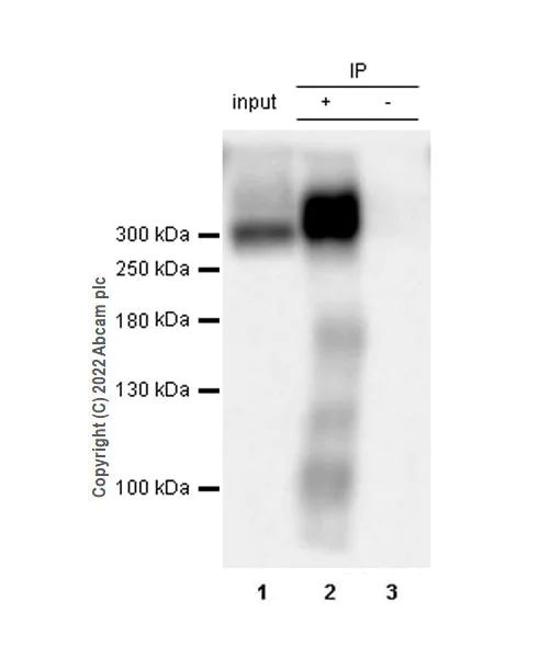 Immunoprecipitation - Anti-pan SCN antibody [EPR25134-4] (BSA and Azide free) (AB300113)
