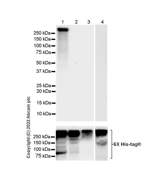 Western blot - Anti-pan SCN antibody [EPR25134-4] (BSA and Azide free) (AB300113)