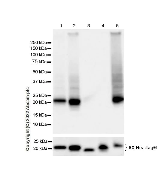 Western blot - Anti-pan SCN antibody [EPR25134-4] (BSA and Azide free) (AB300113)