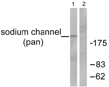 Western blot - Anti-pan Sodium Channel antibody (AB53724)