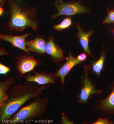 Immunocytochemistry/ Immunofluorescence - Anti-pan Synuclein antibody (AB6176)