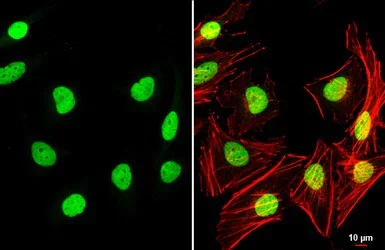 Immunocytochemistry/ Immunofluorescence - Anti-PAN TEAD antibody (AB97460)