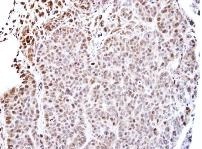 Immunohistochemistry (Formalin/PFA-fixed paraffin-embedded sections) - Anti-PAN TEAD antibody (AB97460), expandable thumbnail