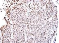 Immunohistochemistry (Formalin/PFA-fixed paraffin-embedded sections) - Anti-PAN TEAD antibody (AB97460)