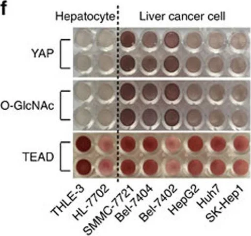 Immunohistochemistry - Anti-PAN TEAD antibody (AB97460)
