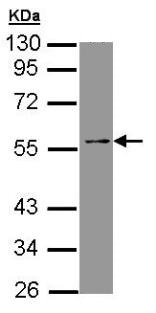 Western blot - Anti-PAN TEAD antibody (AB97460), expandable thumbnail
