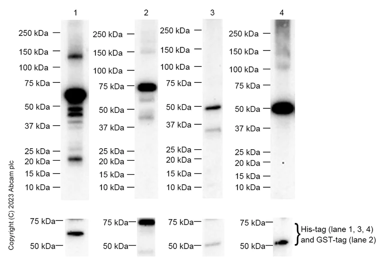 Western blot - Anti-PAN TEAD antibody (AB97460)