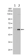 Western blot - Anti-PAN TEAD antibody (AB97460)