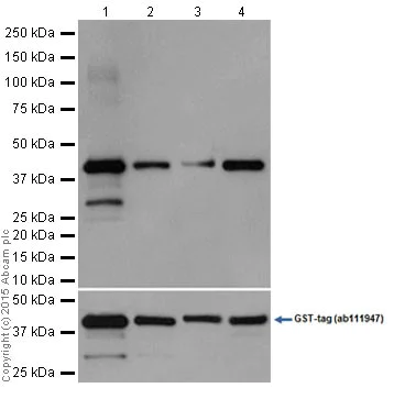 Western blot - Anti-PAN TEAD antibody [EPR15629] (AB197589)