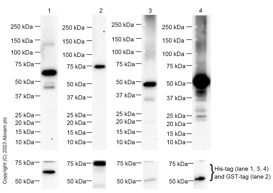 Western blot - Anti-PAN TEAD antibody [EPR15629] - BSA and Azide free (AB240976), expandable thumbnail
