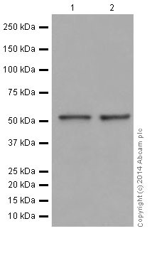Western blot - Anti-PAN TEAD antibody [EPR15629] - BSA and Azide free (AB240976), expandable thumbnail