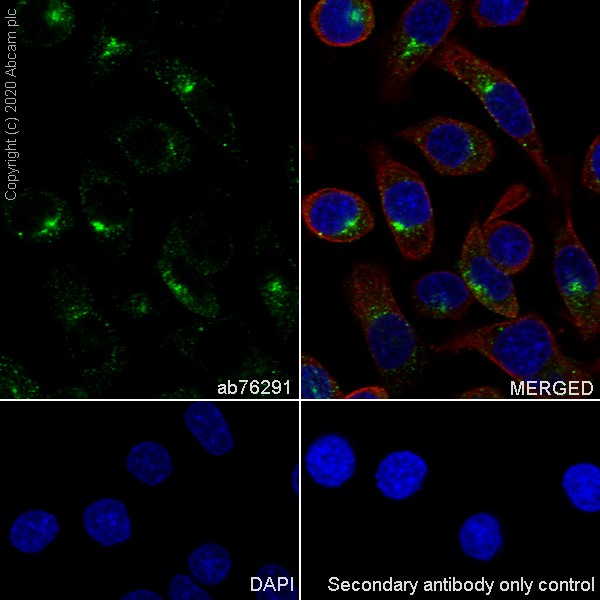 Immunocytochemistry/ Immunofluorescence - Anti-Pan Trk antibody [EP1058Y] (ab76291), expandable thumbnail