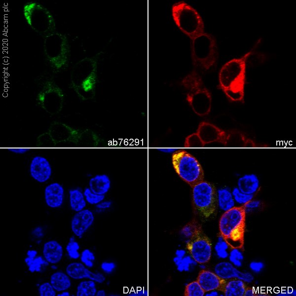 Immunocytochemistry/ Immunofluorescence - Anti-Pan Trk antibody [EP1058Y] (ab76291), expandable thumbnail