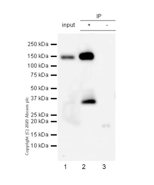 Immunoprecipitation - Anti-Pan Trk antibody [EP1058Y] (AB76291)