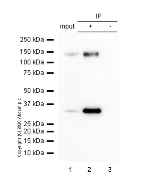 Immunoprecipitation - Anti-Pan Trk antibody [EP1058Y] (AB76291), expandable thumbnail