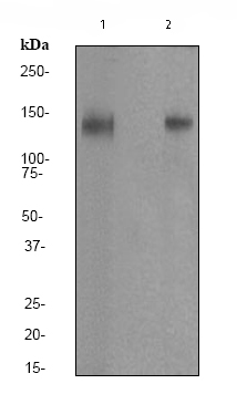 Western blot - Anti-Pan Trk antibody [EP1058Y] (ab76291), expandable thumbnail