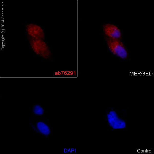 Immunocytochemistry/ Immunofluorescence - Anti-Pan Trk antibody [EP1058Y] - BSA and Azide free (AB188825)