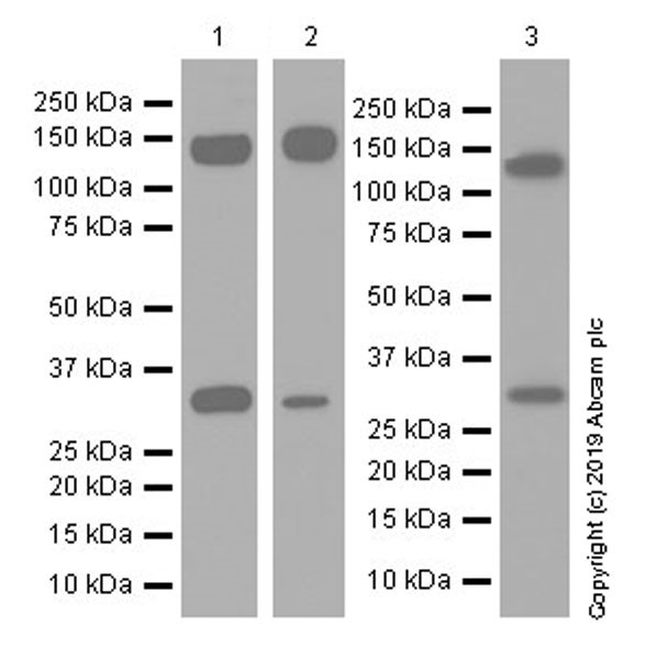Western blot - Anti-Pan Trk antibody [EPR17341-4] (AB246551), expandable thumbnail