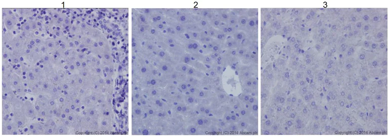 Immunohistochemistry (Formalin/PFA-fixed paraffin-embedded sections) - Anti-Pan Trk antibody [EPR17341] (AB181560)
