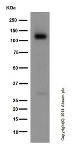 Western blot - Anti-Pan Trk antibody [EPR17341] (AB181560)