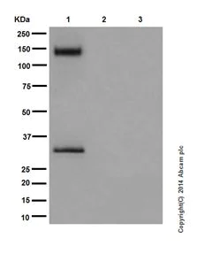 Western blot - Anti-Pan Trk antibody [EPR17341] (AB181560)