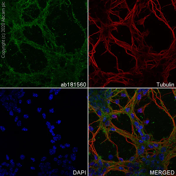 Immunocytochemistry/ Immunofluorescence - Anti-Pan Trk antibody [EPR17341] - BSA and Azide free (AB218577)