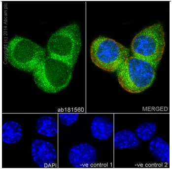Immunocytochemistry/ Immunofluorescence - Anti-Pan Trk antibody [EPR17341] - BSA and Azide free (AB218577)