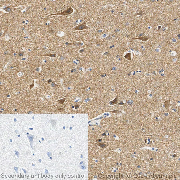 Immunohistochemistry (Formalin/PFA-fixed paraffin-embedded sections) - Anti-Pan Trk antibody [EPR17341] - BSA and Azide free (AB218577)