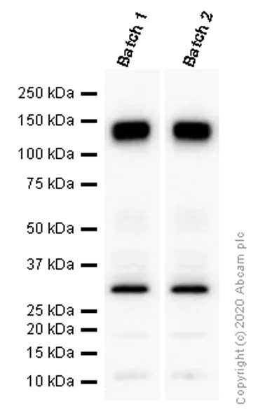 Western blot - Anti-Pan Trk antibody [EPR17341] - BSA and Azide free (AB218577)