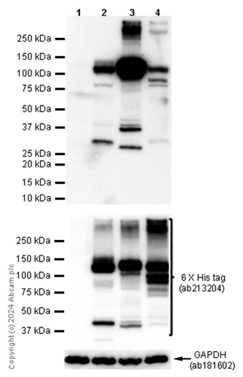 Western blot - Anti-Pan Trk antibody [EPR17341] - BSA and Azide free (AB218577)