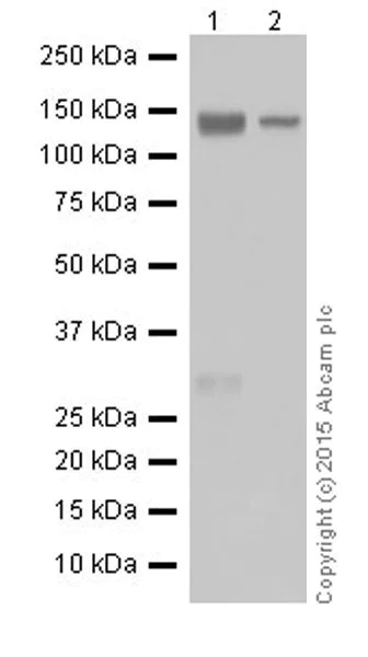 Western blot - Anti-Pan Trk antibody [EPR18413] (AB189903)