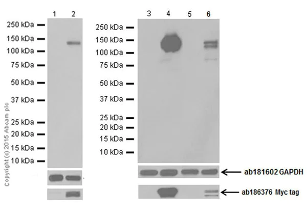Western blot - Anti-Pan Trk antibody [EPR18413] (AB189903)