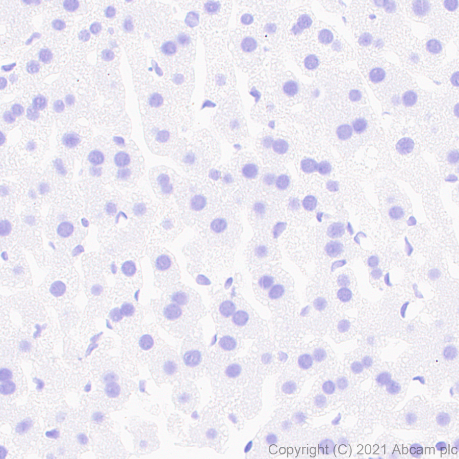 Immunohistochemistry (Formalin/PFA-fixed paraffin-embedded sections) - Anti-Pan Trk antibody [EPR24009-335] (ab267830), expandable thumbnail