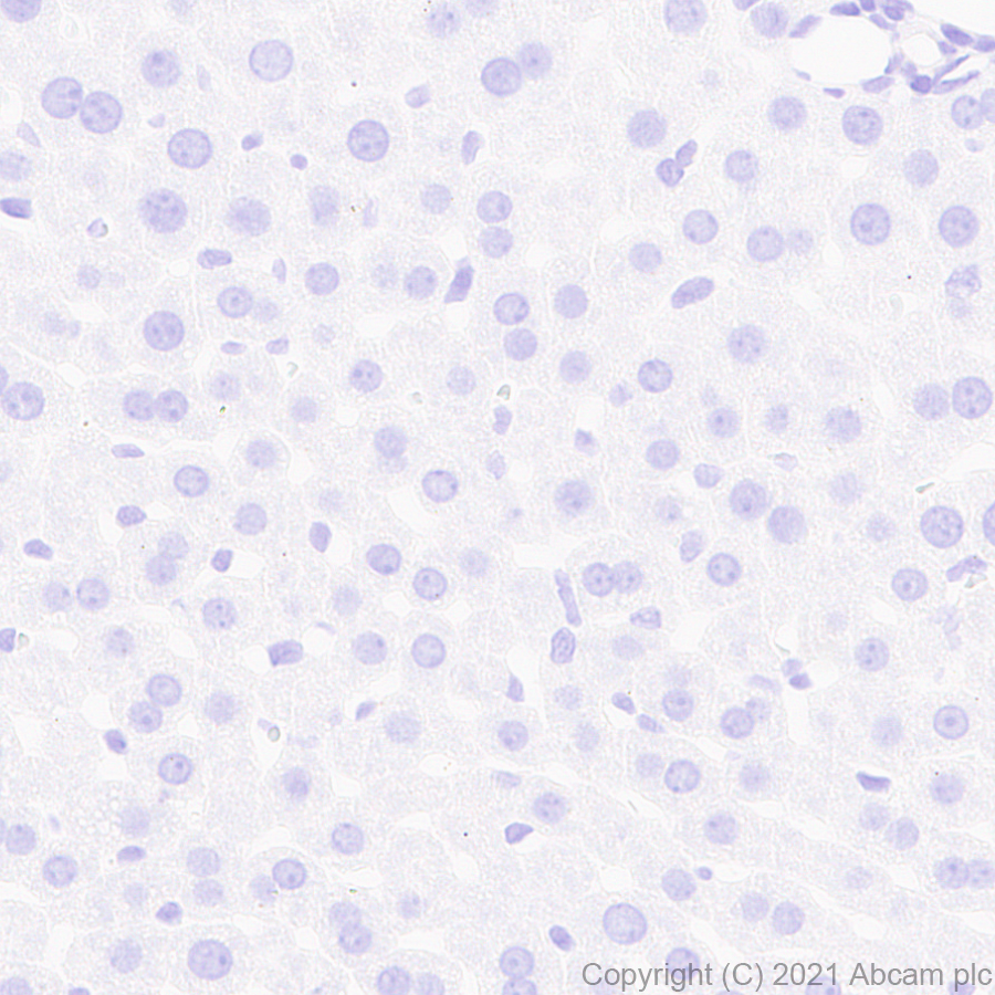 Immunohistochemistry (Formalin/PFA-fixed paraffin-embedded sections) - Anti-Pan Trk antibody [EPR24009-335] (ab267830), expandable thumbnail