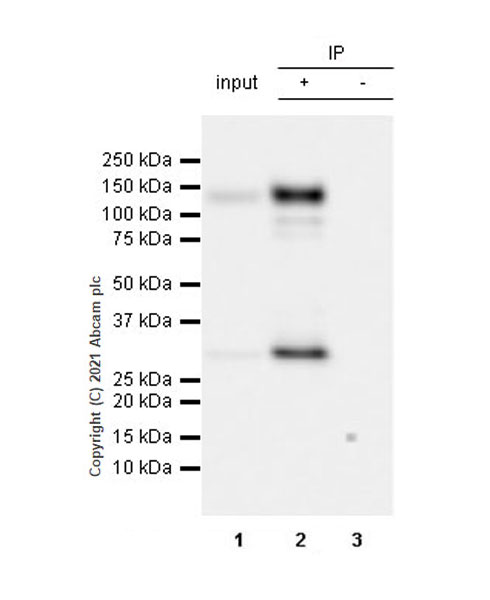 Immunoprecipitation - Anti-Pan Trk antibody [EPR24009-335] (ab267830), expandable thumbnail