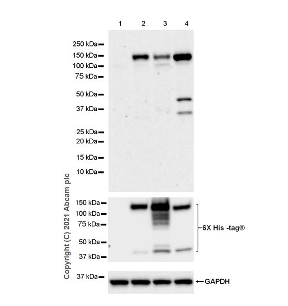 Western blot - Anti-Pan Trk antibody [EPR24009-335] (AB267830), expandable thumbnail