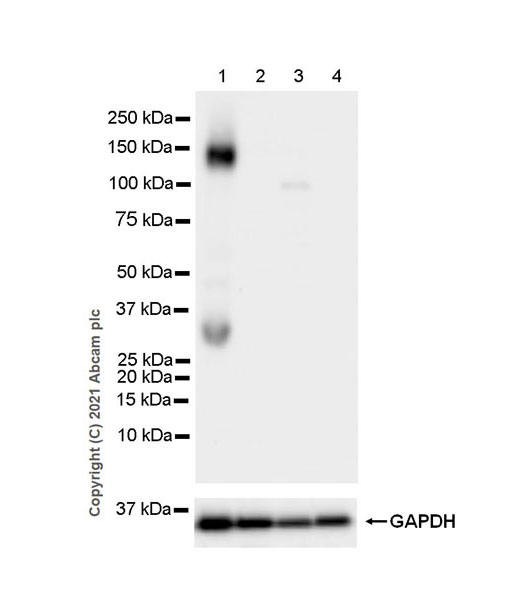 Western blot - Anti-Pan Trk antibody [EPR24009-335] (AB267830), expandable thumbnail